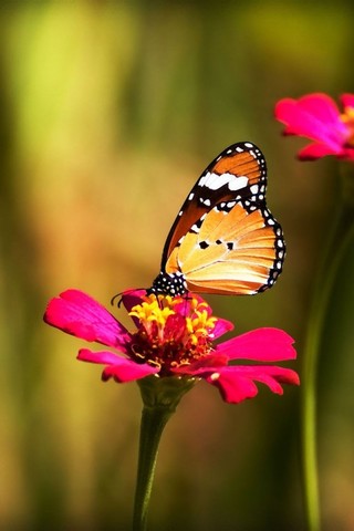 点击大图看下一张：一组唯美的蝴蝶图片欣赏