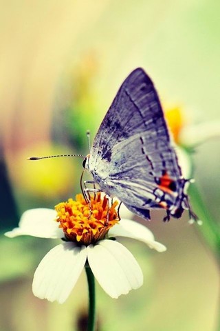 点击大图看下一张：一组唯美的蝴蝶图片欣赏