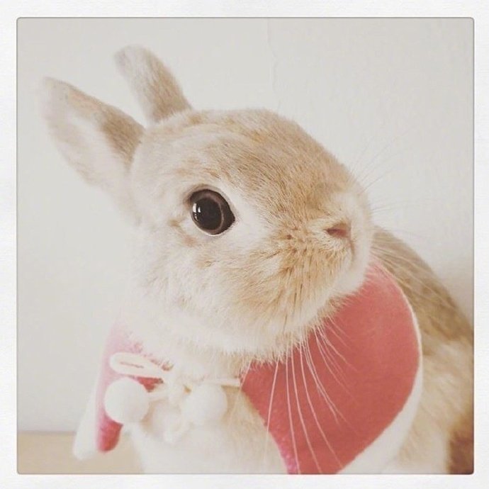 点击大图看下一张：一只敲可爱的小兔子
