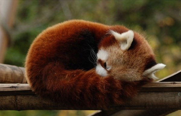 点击大图看下一张：漂亮可爱的小熊猫图片