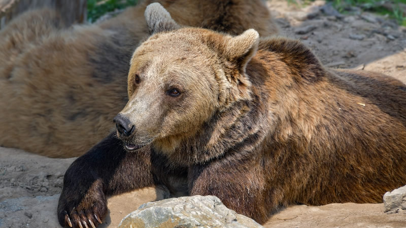 点击大图看下一张：大型野生动物棕熊图片