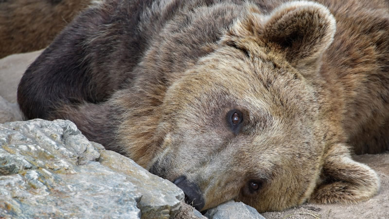 点击大图看下一张：大型野生动物棕熊图片
