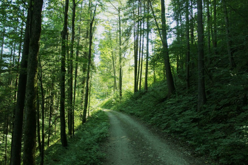 点击大图看下一张：曲径通幽的森林小路图片欣赏