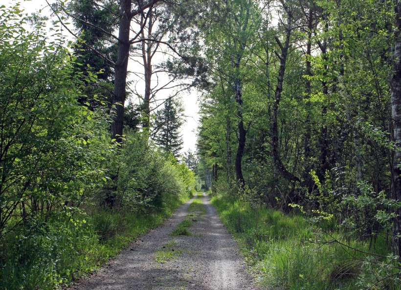 点击大图看下一张：曲径通幽的森林小路图片欣赏