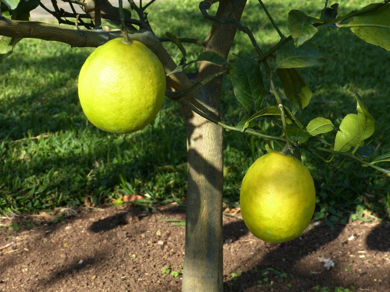点击大图看下一张：一组树上未成熟的柠檬图片