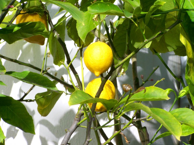 点击大图看下一张：一组树上未成熟的柠檬图片