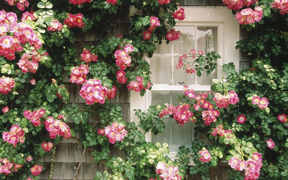 点击大图看下一张：种在窗户上的花朵图片