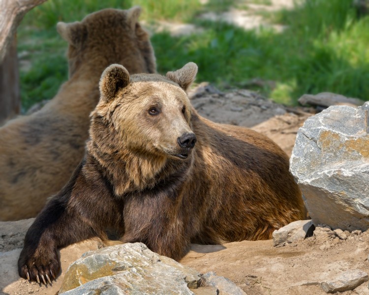 点击大图看下一张：憨态可掬的野生棕熊图片