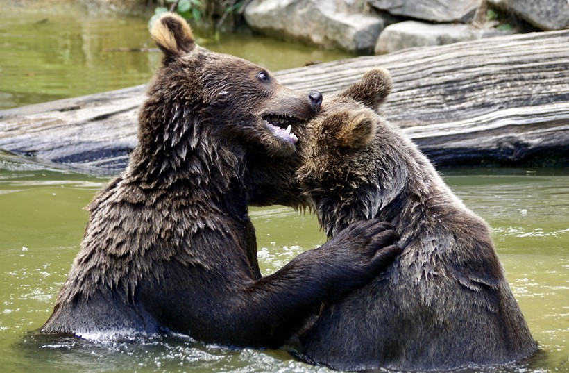 点击大图看下一张：憨态可掬的野生棕熊图片