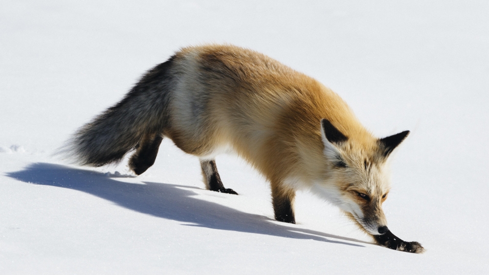 点击大图看下一张：一组可爱的小狐狸高清图片
