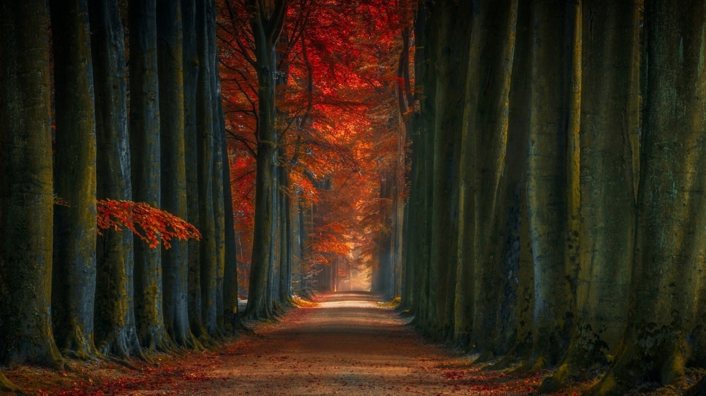点击大图看下一张：唯美林间小道秋天风景图片欣赏