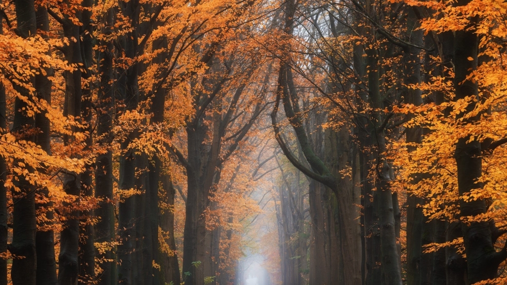 点击大图看下一张：唯美林间小道秋天风景图片欣赏
