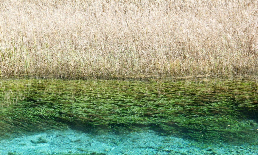 点击大图看下一张：最美九寨沟芦苇海图片