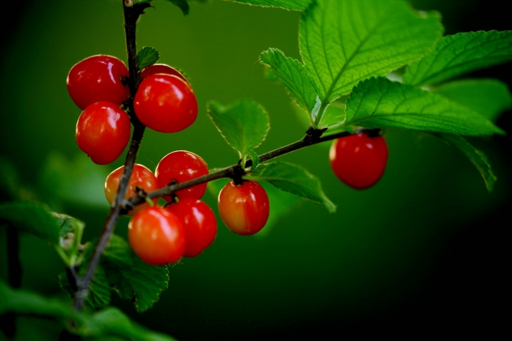 点击大图看下一张：成熟的红色毛樱桃图片欣赏