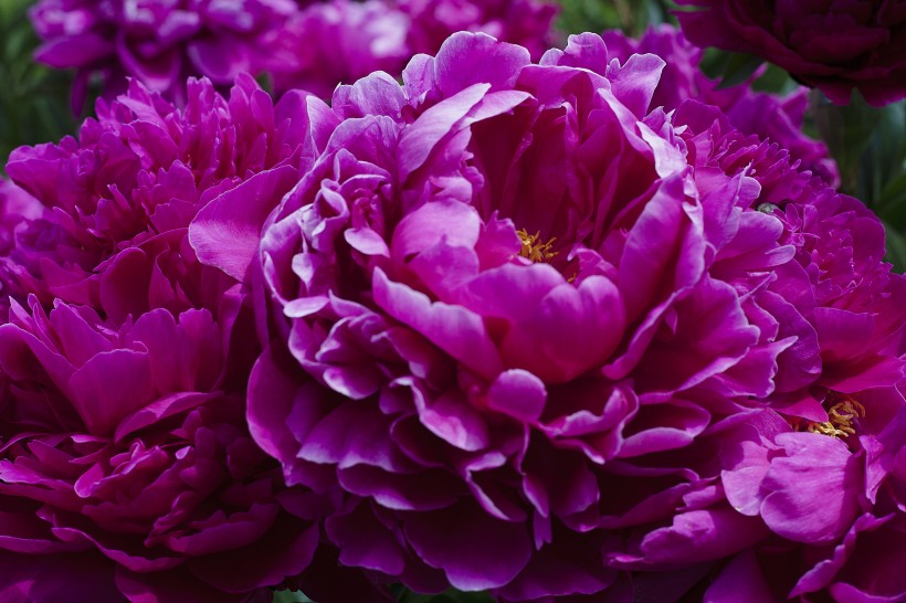 点击大图看下一张：一组颜色艳丽的芍药花图片