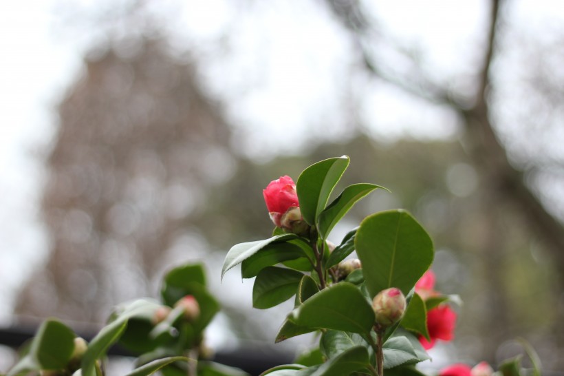 点击大图看下一张：花色鲜艳的红露珍山茶花图片