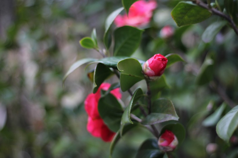 点击大图看下一张：花色鲜艳的红露珍山茶花图片