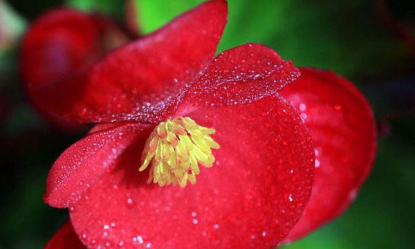 点击大图看下一张：艳丽的秋海棠花图片