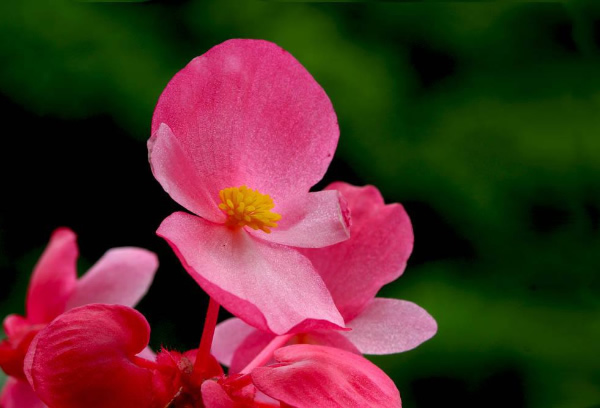 点击大图看下一张：艳丽的秋海棠花图片