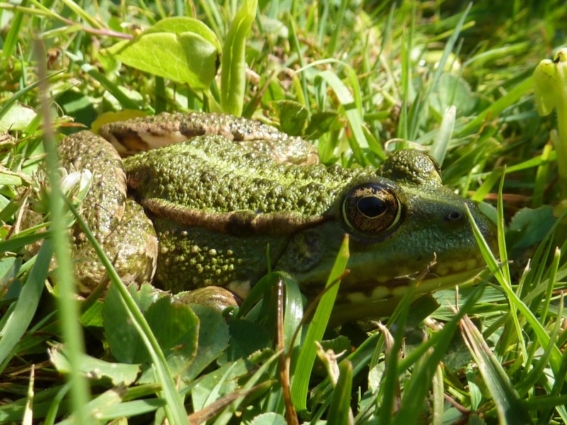 点击大图看下一张：一组农民伯伯的好朋友青蛙图片