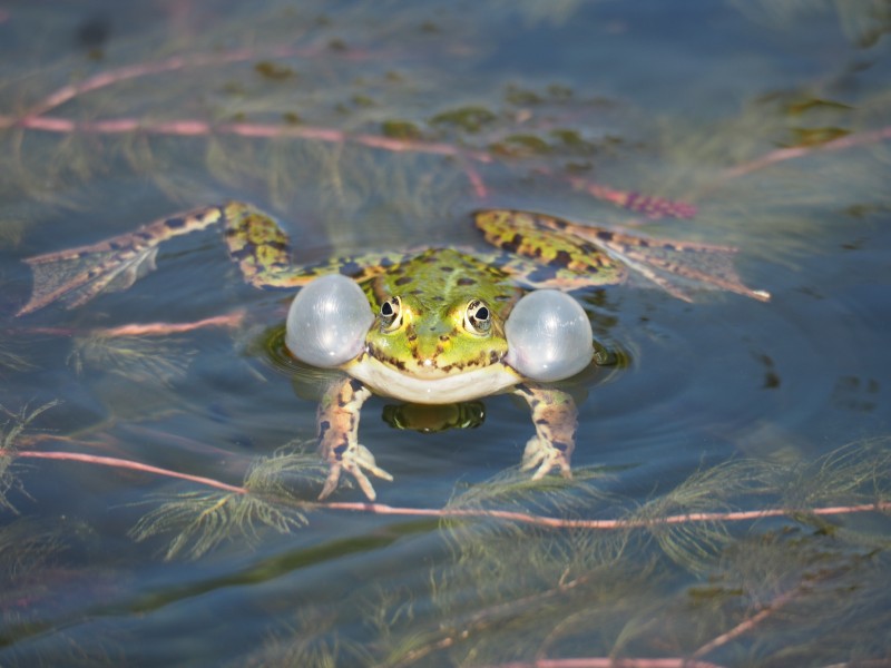 点击大图看下一张：一组农民伯伯的好朋友青蛙图片