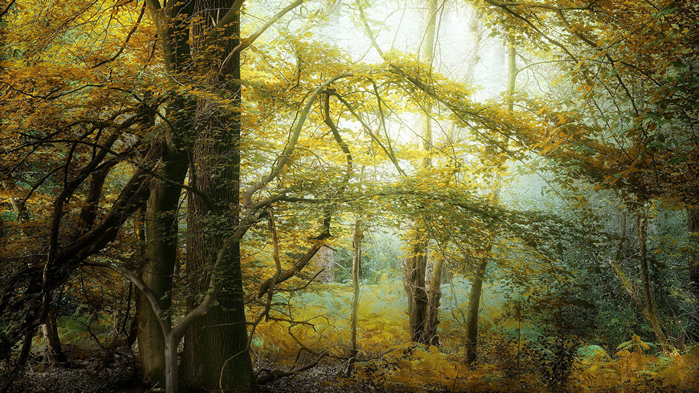 点击大图看下一张：清新唯美秋季森林风景桌面壁纸
