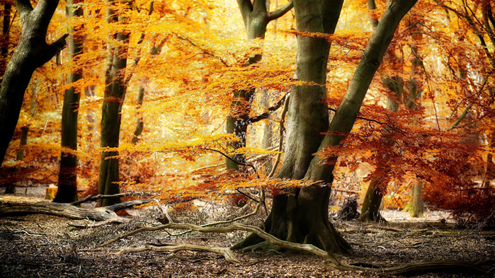 点击大图看下一张：清新唯美秋季森林风景桌面壁纸