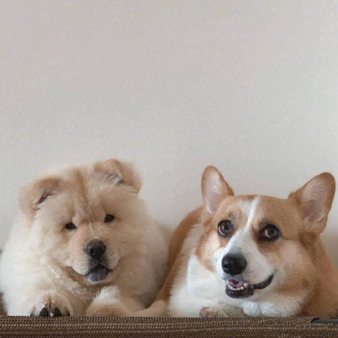 点击大图看下一张：一组可爱的两个好朋友狗狗图片
