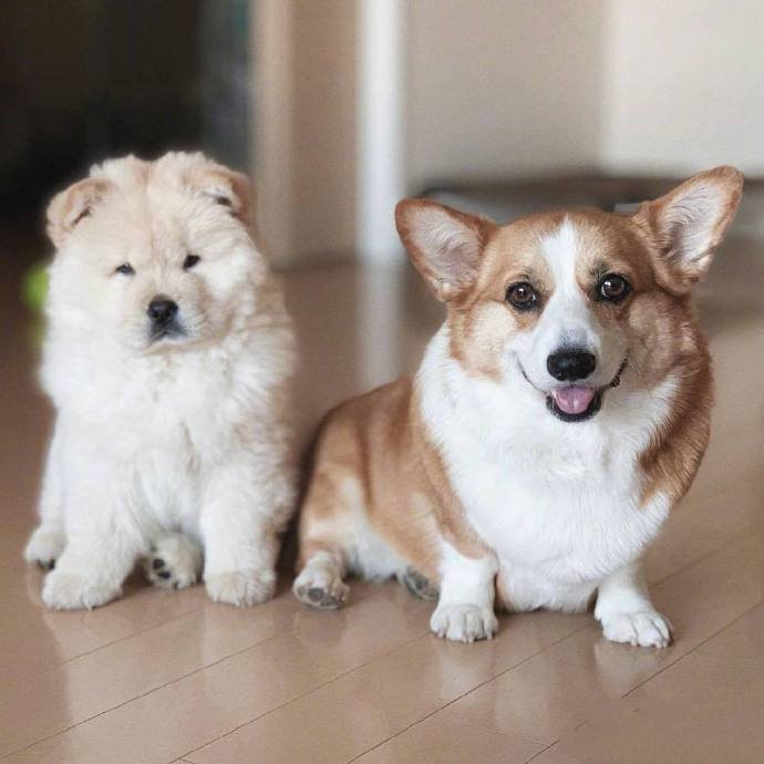点击大图看下一张：一组可爱的两个好朋友狗狗图片