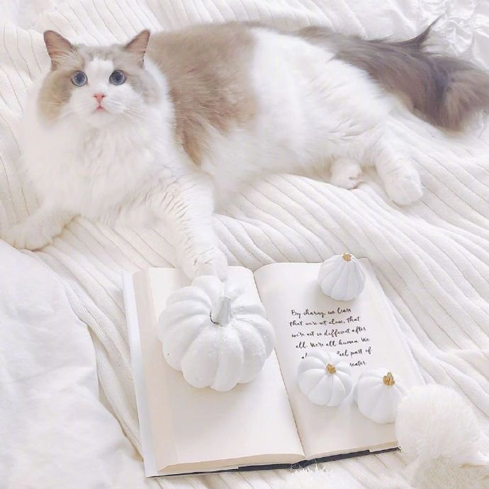 点击大图看下一张：日本博主家布偶猫小仙女Meria图片