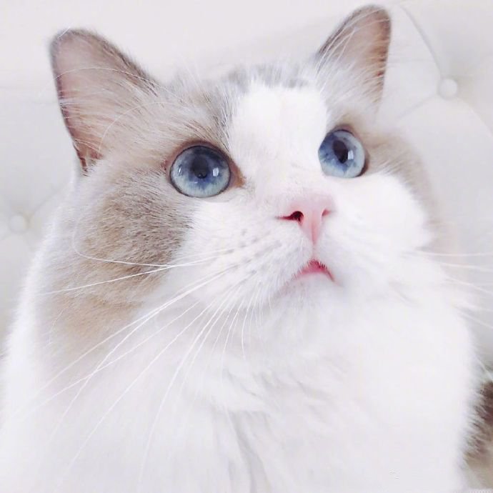 点击大图看下一张：日本博主家布偶猫小仙女Meria图片