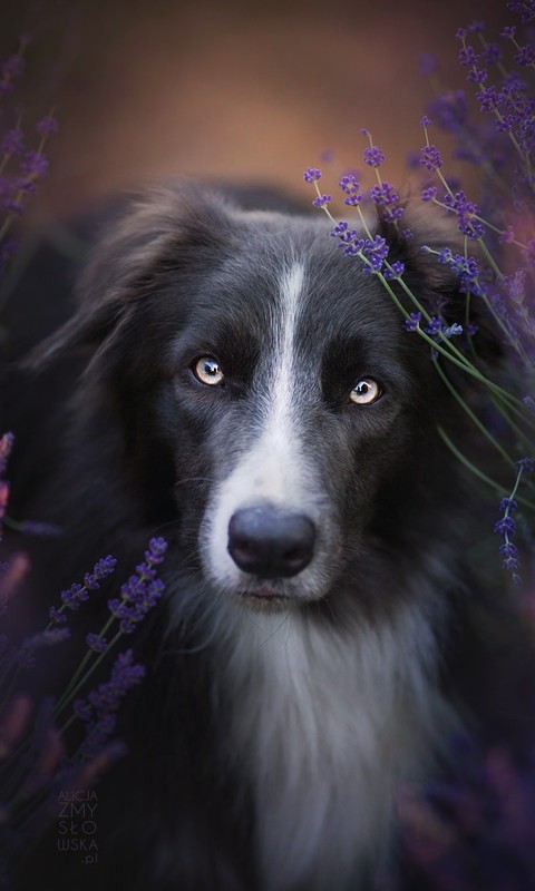 点击大图看下一张：花丛中的狗狗图片欣赏