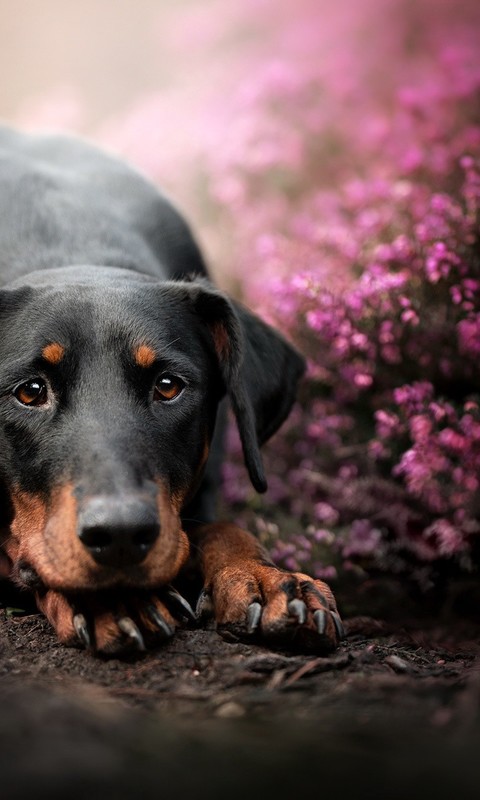 点击大图看下一张：花丛中的狗狗图片欣赏