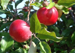 点击大图看下一张：树上的红苹果图片