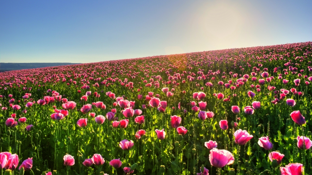 点击大图看下一张：一组唯美的罂粟花图片