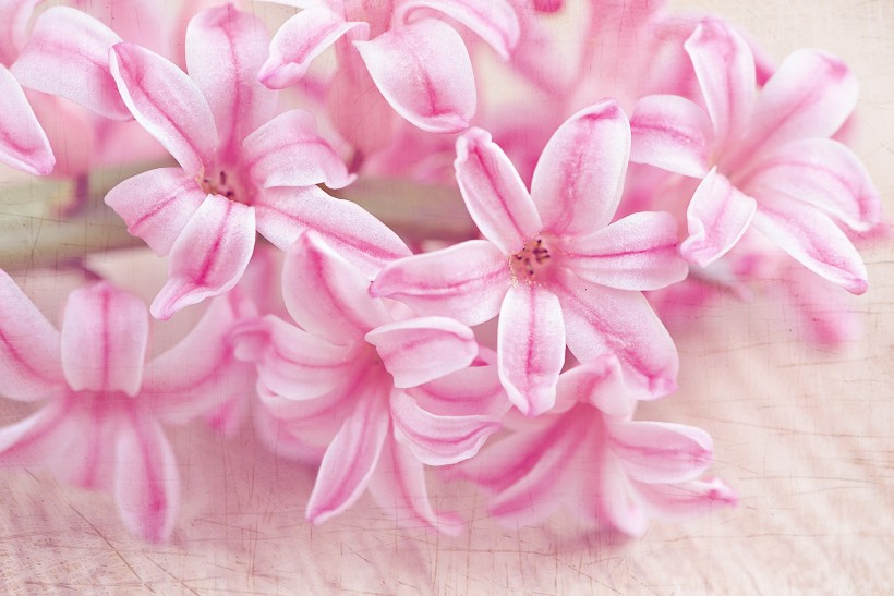 点击大图看下一张：一组浪漫美丽的粉色风信子图片