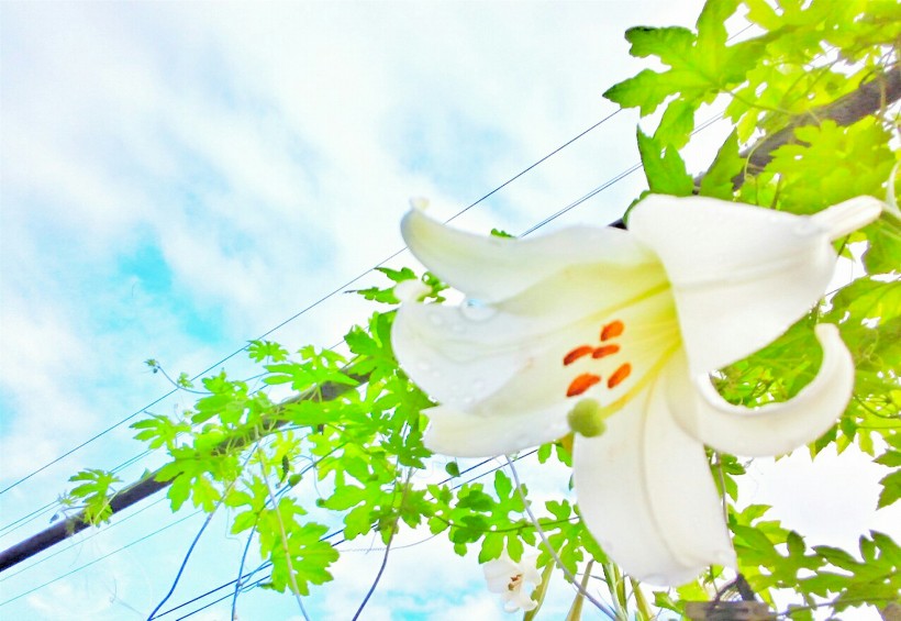 点击大图看下一张：一组纯洁优雅的白色百合花图片