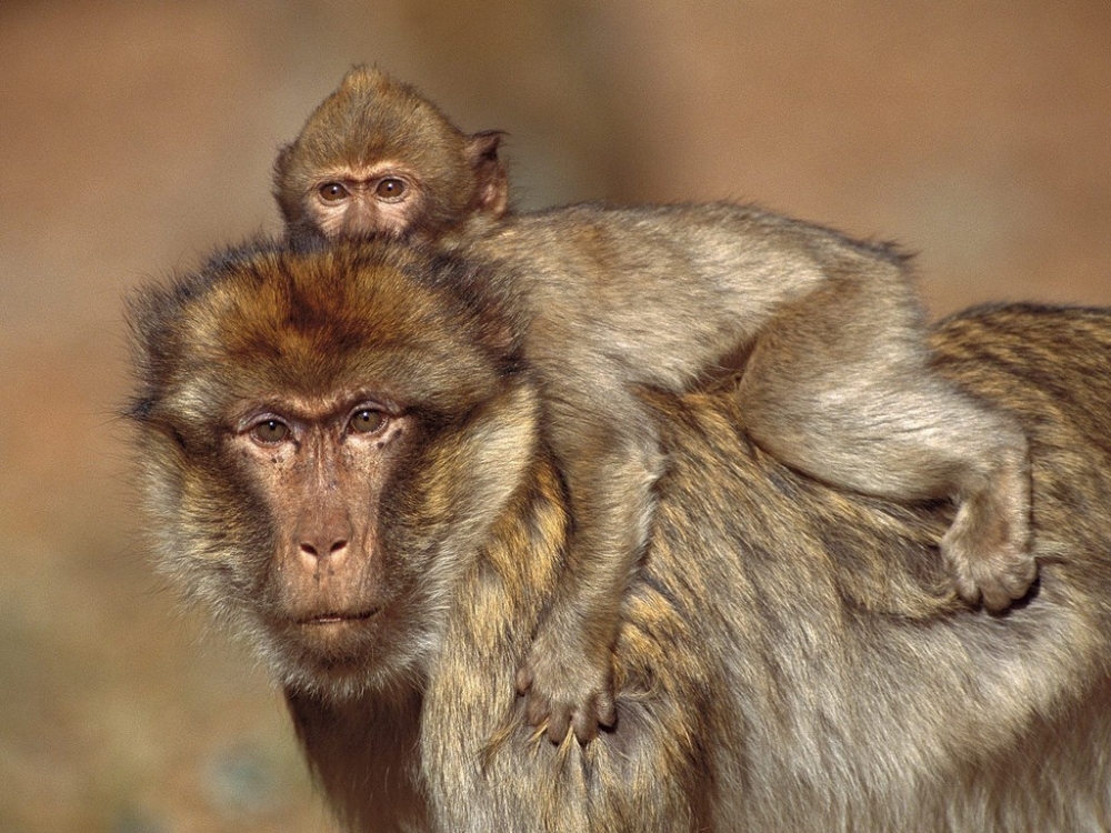 点击大图看下一张：一组超萌的猴子高清图片欣赏