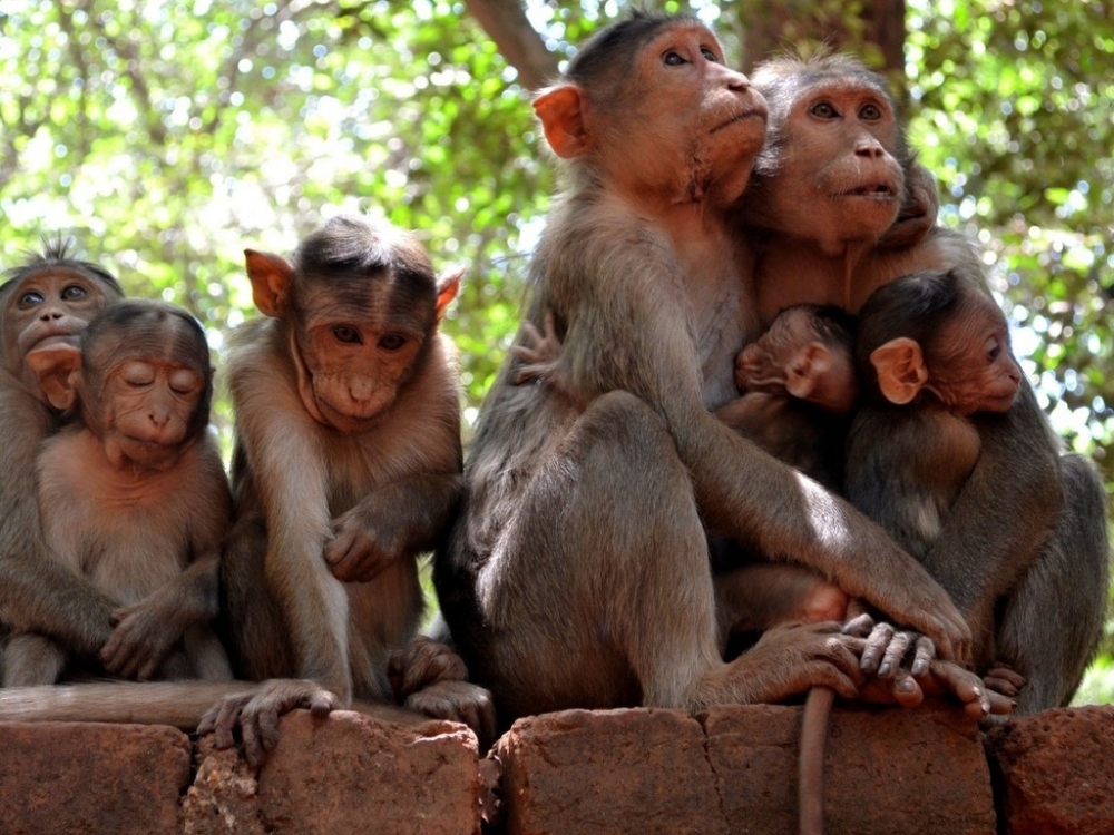 点击大图看下一张：一组超萌的猴子高清图片欣赏