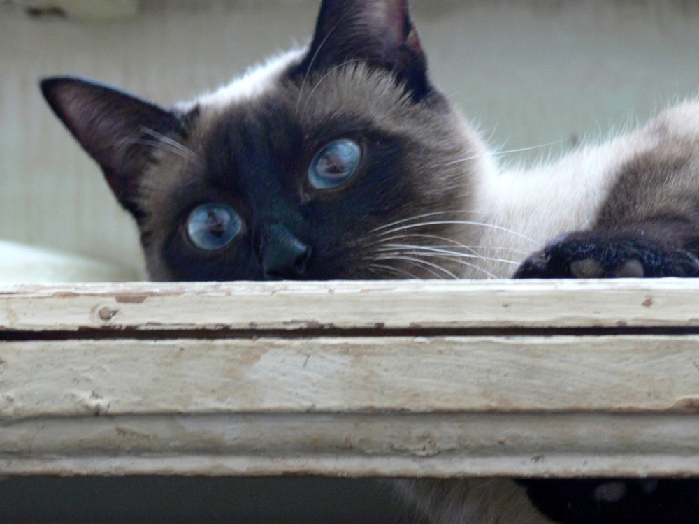 点击大图看下一张：机智灵活的暹罗猫图片