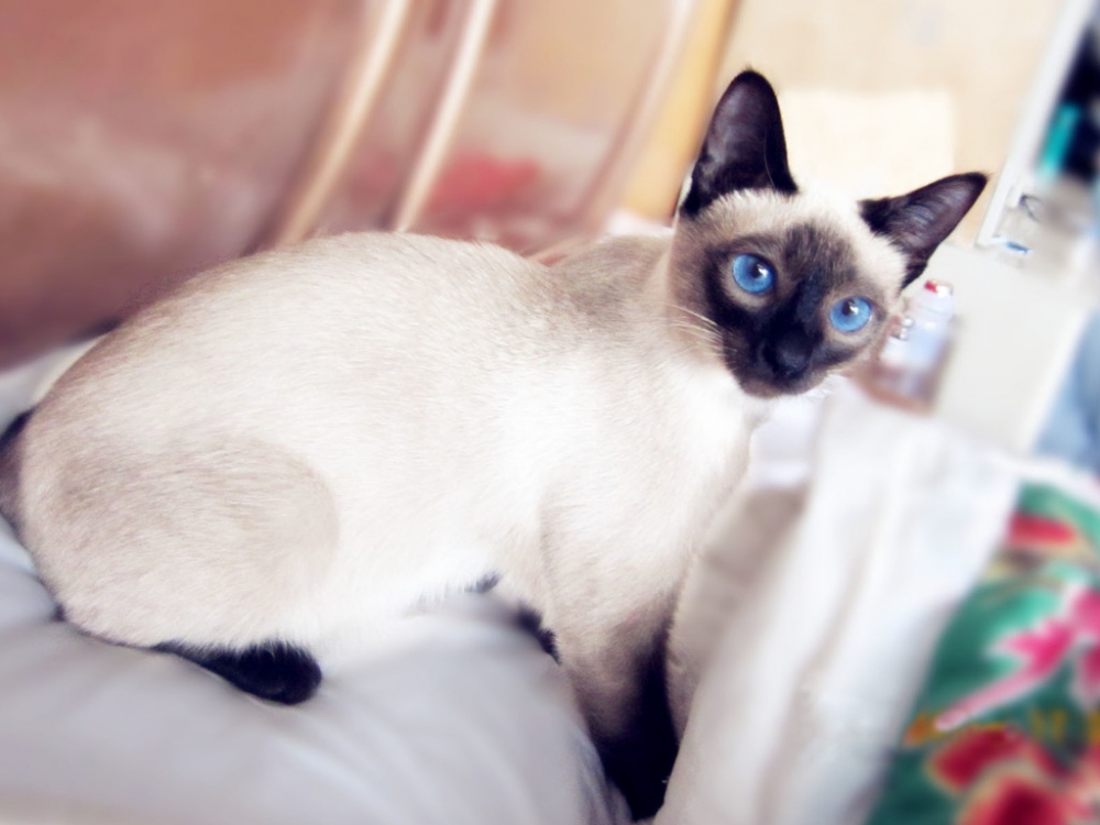 点击大图看下一张：机智灵活的暹罗猫图片