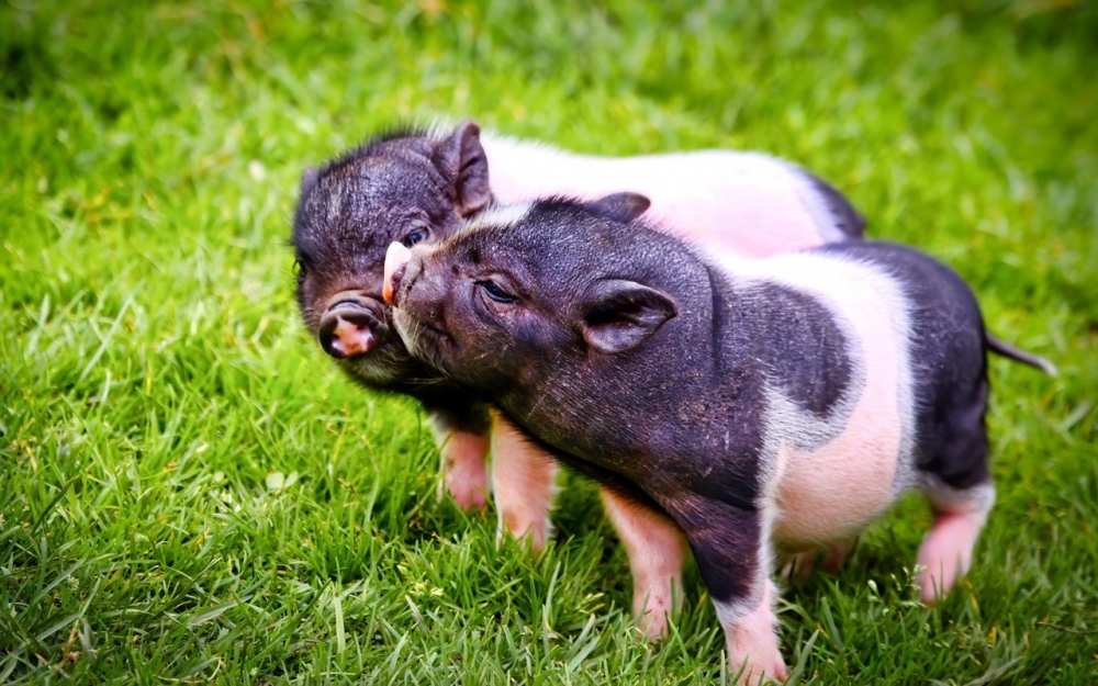 点击大图看下一张：保持可爱适度撒娇的小猪图片