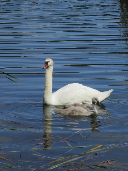 点击大图看下一张：在水中游玩的美丽白天鹅图片