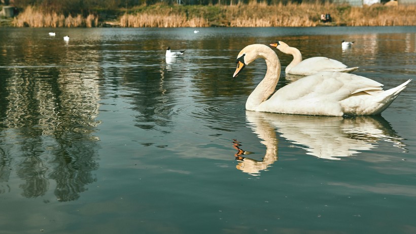 点击大图看下一张：在水中游玩的美丽白天鹅图片