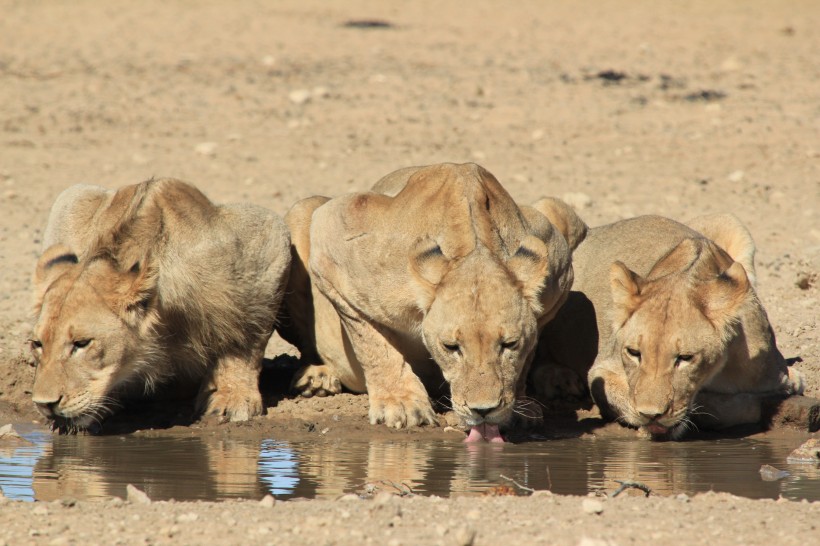 点击大图看下一张：一组凶猛威武的母狮子图片欣赏
