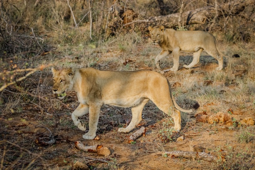 点击大图看下一张：一组凶猛威武的母狮子图片欣赏