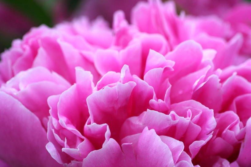 点击大图看下一张：一组花色鲜艳的粉色牡丹花图片欣赏