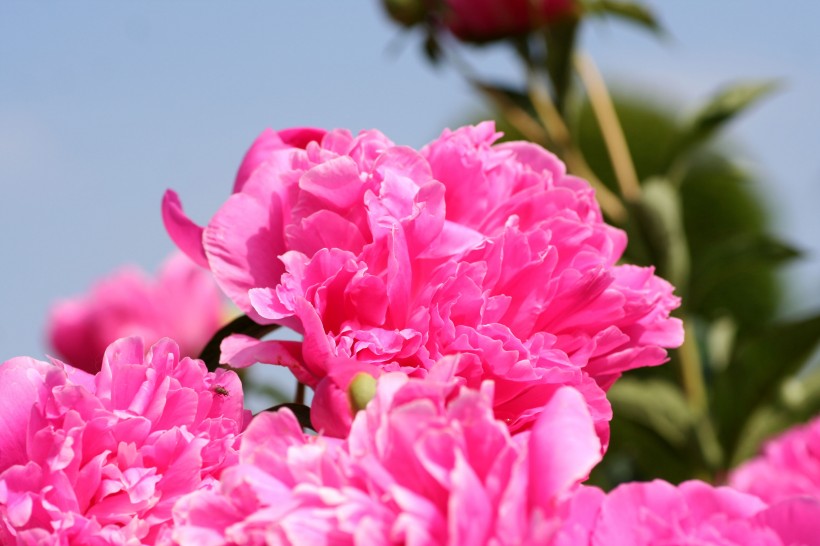 点击大图看下一张：一组花色鲜艳的粉色牡丹花图片欣赏