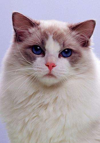 点击大图看下一张：布偶猫又被称为“仙女猫”