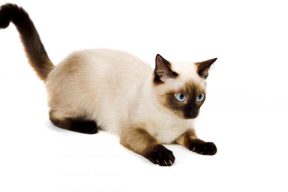 点击大图看下一张：善解人意的暹罗猫图片